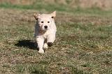 GOLDEN RETRIEVER 059